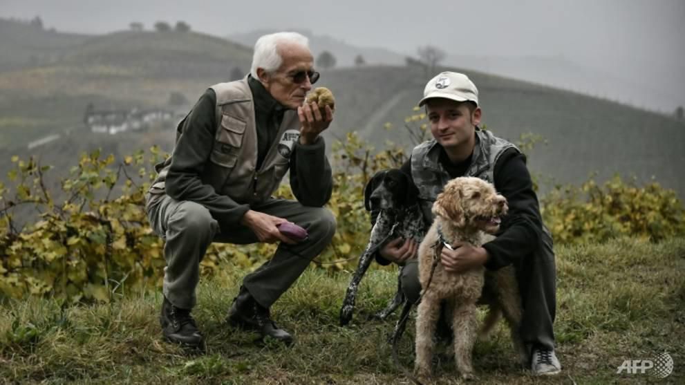the white truffles of the alba region are highly sought after and are unearthed between september 21 and january 31 1541962344905 3