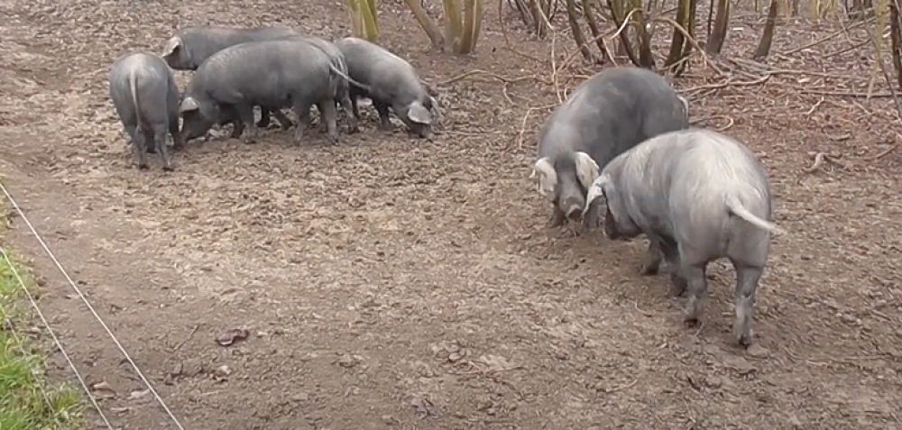 Έρευνα: Όταν τσακώνονται γουρούνια, άλλα μπαίνουν στη μέση για να τα χωρίσουν