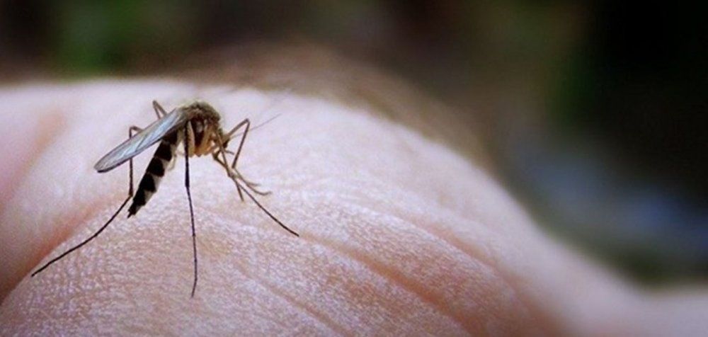 SOS - Ιός του Δυτικού Νείλου: Πώς να προστατευτείτε από τα κουνούπια!