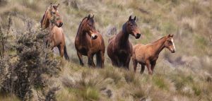 Χωματερή ψυχών η Δυτική Πάρνηθα - Αποτροπιασμός για τα νεκρά άλογα