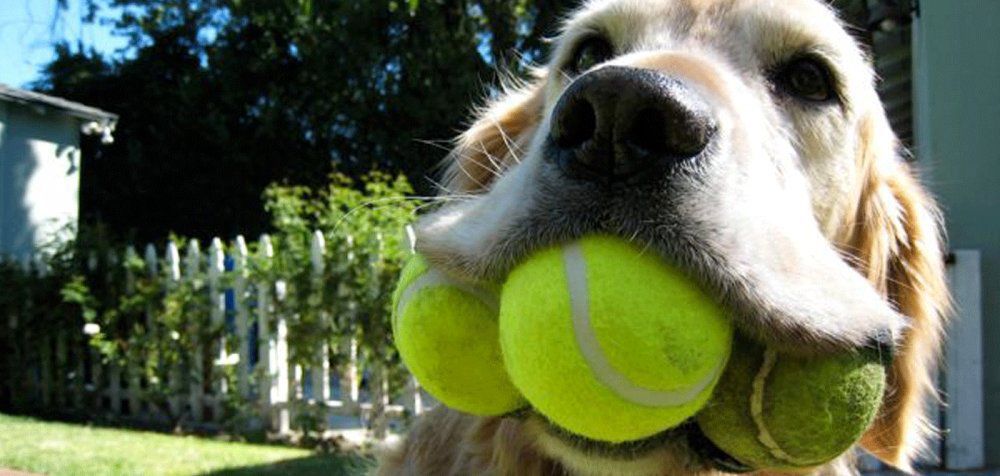 Σκύλος μαζεύει μπάλες για τη φιλανθρωπική οργάνωση Terrier SOS