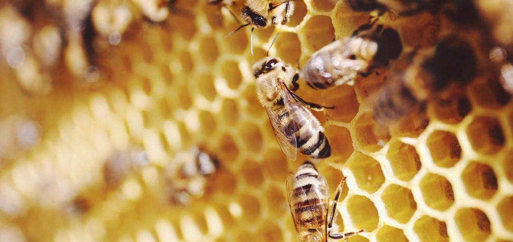 Οι μέλισσες ξέρουν αριθμητική