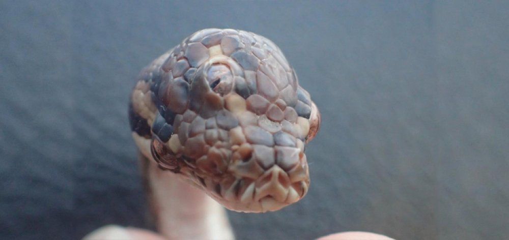 Φίδι με τρία μάτια βρέθηκε σε αυτοκινητόδρομο