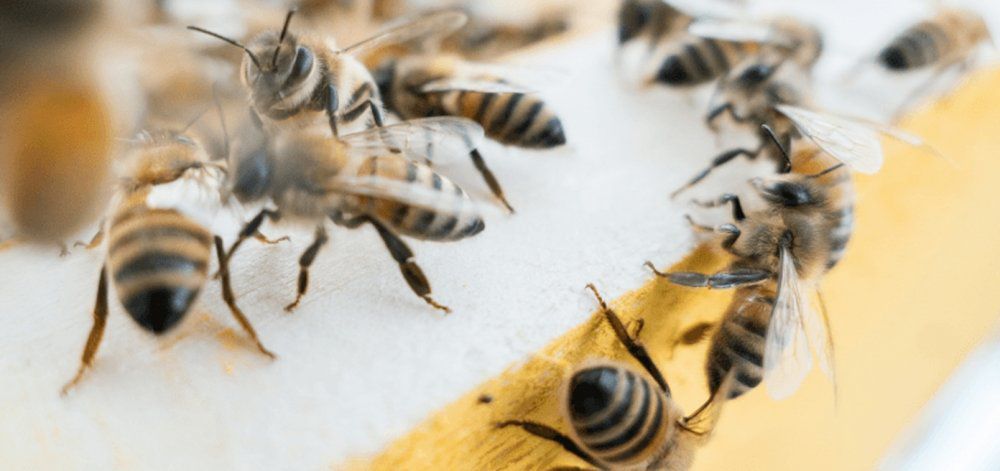 Οι μέλισσες κινδυνεύουν και αυτό είναι πολύ σοβαρό