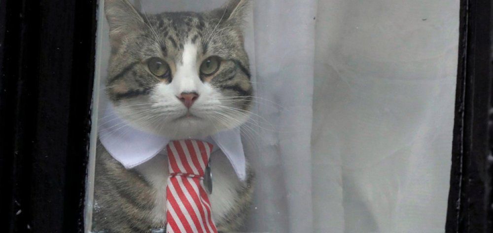 Σε καλά χέρια είναι ο γάτος του Ασάνζ λέει το Wikileaks