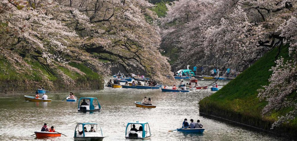 Ανθοφορία σε χρόνο ρεκόρ για τις κερασιές στην Ιαπωνία, λόγω κλιματικής αλλαγής