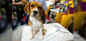 ΗΠΑ: Διάσωση 4.000 σκυλιών beagle που προορίζονταν για πειραματόζωα