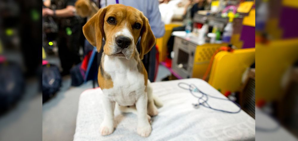 ΗΠΑ: Διάσωση 4.000 σκυλιών beagle που προορίζονταν για πειραματόζωα