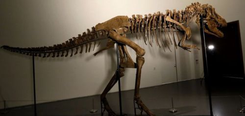 Ένας ολοκληρωμένος σκελετός δεινοσαύρου πωλήθηκε έναντι 6,1 εκ. δολαρίων