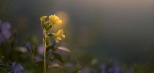 Θεσσαλονίκη: Το «Λουλούδι του Δαρβίνου» καλλιεργείται για πρώτη φορά στην Ελλάδα