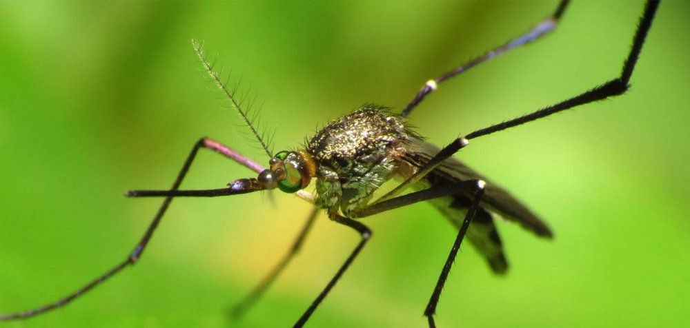 Το κουνούπι είναι το πιο θανατηφόρο ζώο στον πλανήτη Γη