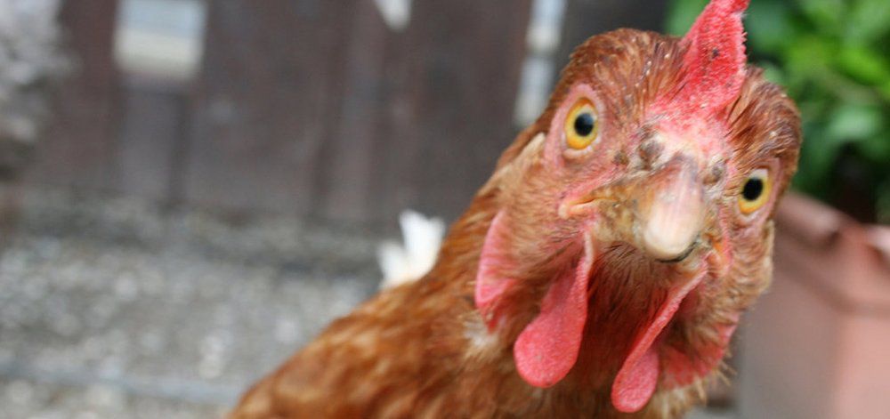Γιατί οι επιστήμονες λένε ότι ζούμε στην «Εποχή του Κοτόπουλου»;