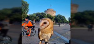 Θεσσαλονίκη: Έβγαλε βόλτα...κουκουβάγια δεμένη με αλυσίδα
