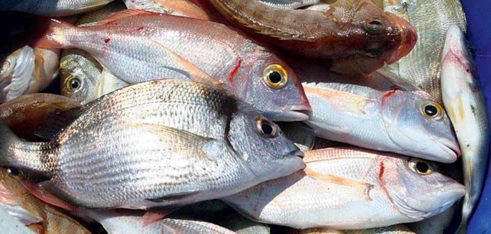 Κάρπαθος: Αντιδράσεις για βίντεο που δείχνει να τηγανίζουν ζωντανά ψάρια σε ταβέρνα