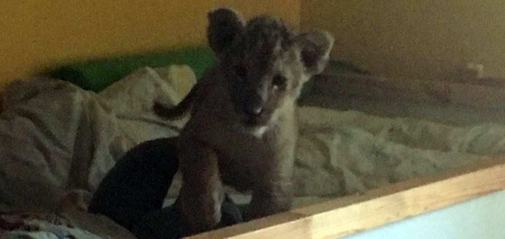 Λιονταράκι βρέθηκε σε παιδικό κρεβάτι μέσα σε διαμέρισμα στο Παρίσι