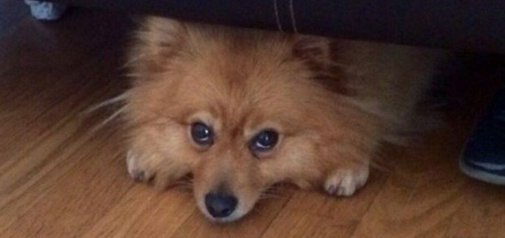 Σκυλίτσα βρέθηκε μετά από έναν χρόνο, 480 χιλιόμετρα από το σπίτι της