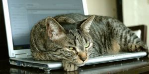 Γιατί οι γάτες αγαπούν το πληκτρολόγιό μας
