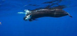 O θρήνος της φάλαινας για το μικρό της που σκότωσε η μόλυνση