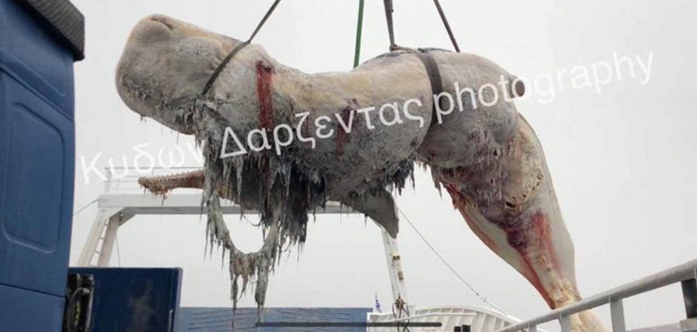 Η φάλαινα της Σαντορίνης πέθανε απ’ το πολύ πλαστικό!
