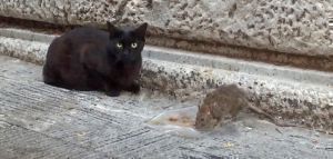 Ποντικός κυνήγησε γάτα και μετά της έφαγε το φαγητό!