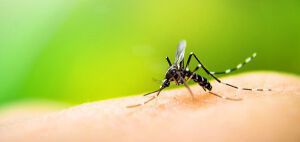 Τα κουνούπια είναι η Νο1 αιτία θανάτου των ανθρώπων από καταβολής κόσμου!