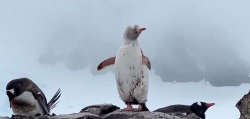 Ολόλευκος πιγκουίνος περιπλανιέται στην Ανταρκτική