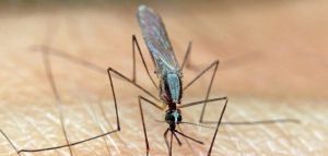 Θεσσαλονίκη: Περισσότερα κουνούπια λόγω βροχοπτώσεων