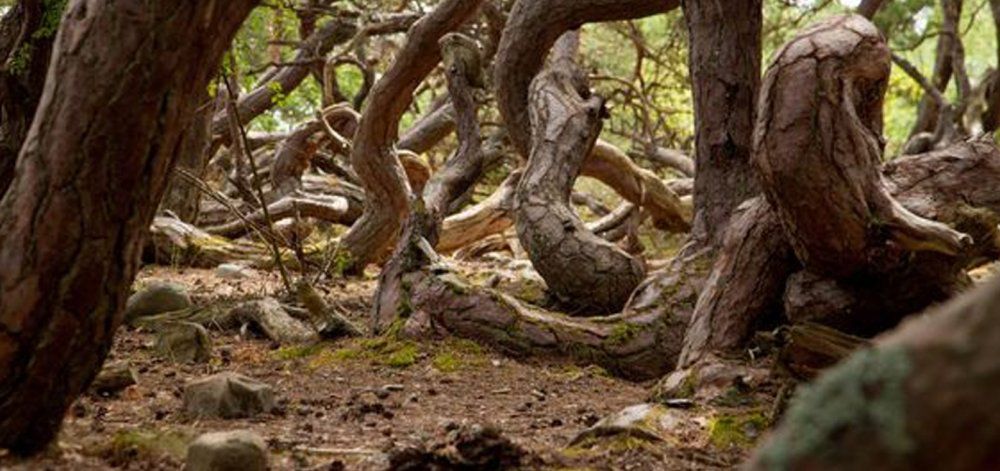 Το «Δάσος των Τρολ» στη Σουηδία