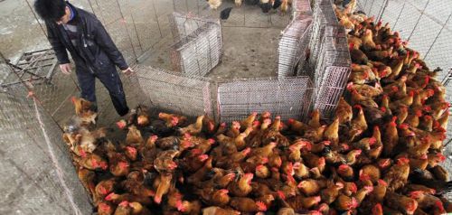 Η Δανία θανάτωσε χιλιάδες κοτόπουλα λόγω γρίπης των πτηνών