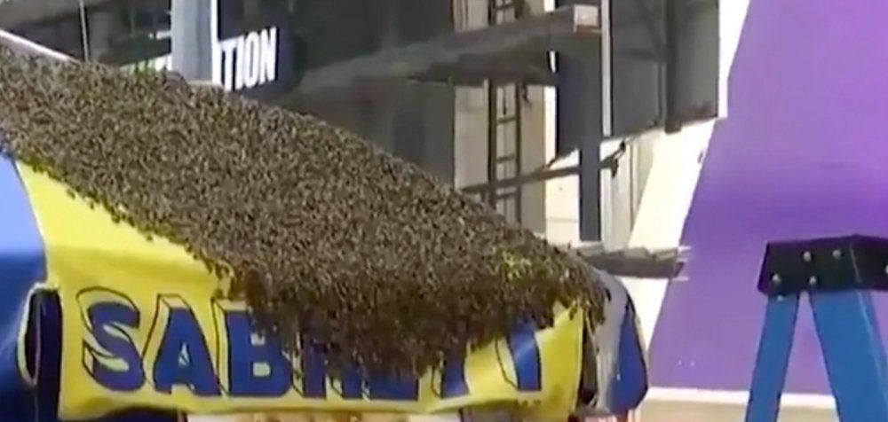 Οι μέλισσες κάνουν επιδρομή σε καντίνα στο κέντρο της Νέας Υόρκης!
