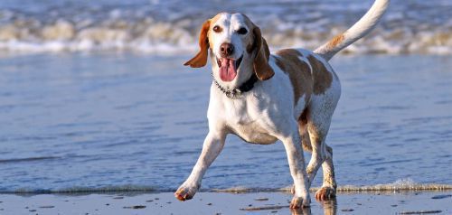 Σκύλος στην παραλία: Τι προβλέπεται βάσει νόμου