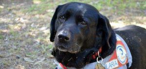 Πέθανε η Λάρα, ο πρώτος σκύλος οδηγός στην Ελλάδα