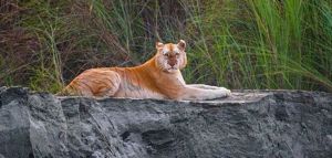 Σπάνια «χρυσή» τίγρη ανησυχεί τους οικολόγους