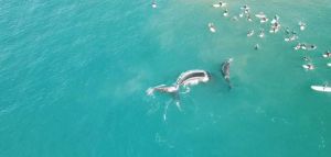 Εντυπωσιακό φάλαινες κάνουν βόλτες γύρω από σέρφερ