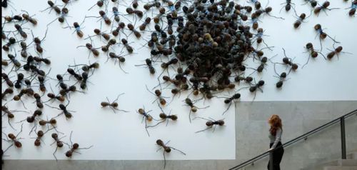 Μία ξεχωριστή έκθεση με αράχνες και έντομα ελεύθερα στον χώρο