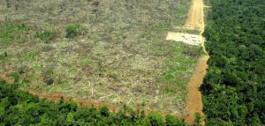 Η αποψίλωση του Αμαζονίου έφτασε φέτος στο υψηλότερο επίπεδό της