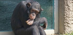 Χιμπατζής βλέπει ουρανό για πρώτη φορά: Ένα συγκινητικό βίντεο