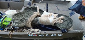 Μέριλαντ: Ανακαλύφθηκε απολιθωμένο κρανίο φάλαινας 12 εκατομμυρίων ετών