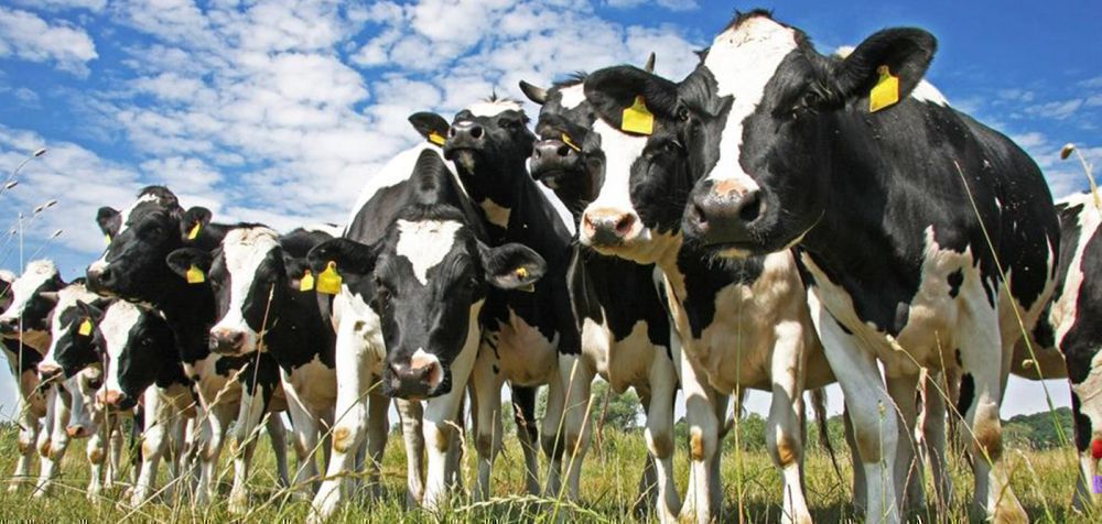 Νέα Ζηλανδία: η χώρα θέλει να φορολογήσει το ρέψιμο των αγελάδων
