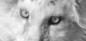 Αττικό Πάρκο: Έγινε ευθανασία στο λευκό τιγράκι