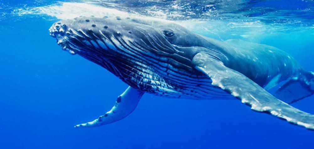 Οι φάλαινες τραγουδούν διασκευές!
