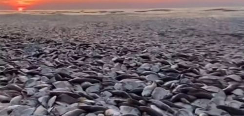 Απόκοσμες εικόνες: Η θάλασσα ξεβράζει χιλιάδες νεκρά ψάρια