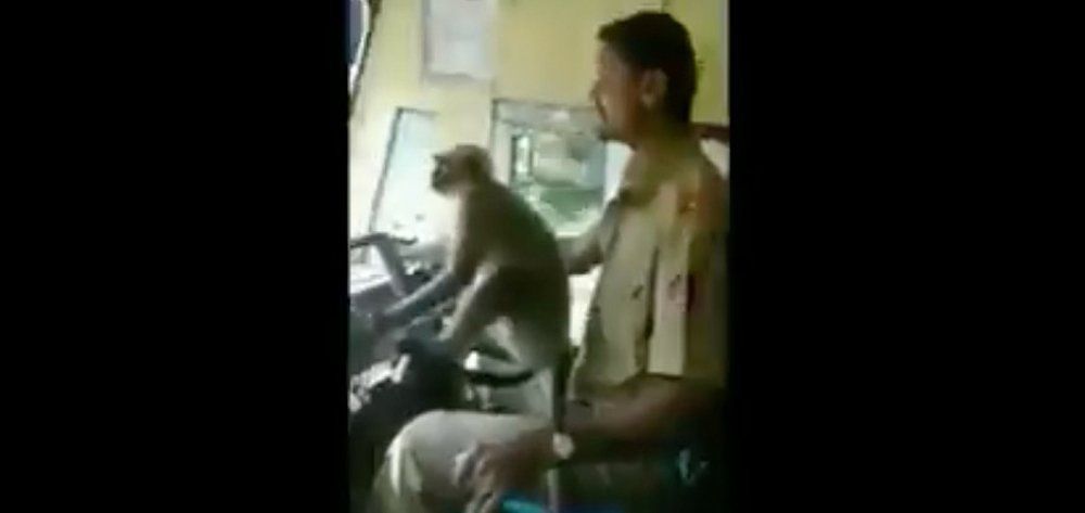 Μαϊμού οδηγεί λεωφορείο
