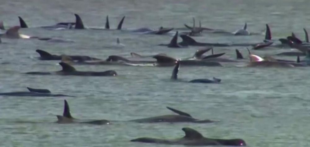 Νεκρές οι περισσότερες παγιδευμένες φάλαινες στην Τασμανία