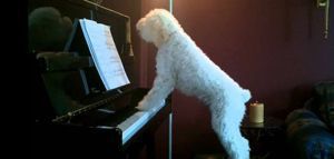 Σκυλάκι κανίς δίνει απίστευτο ρεσιτάλ στο πιάνο