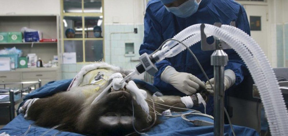 Σημαντική εξέλιξη στις μεταμοσχεύσεις: Μπαμπουίνοι έζησαν με καρδιά χοίρου