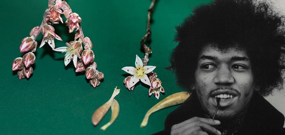 Φυτό παίρνει το όνομα του Jimi Hendrix