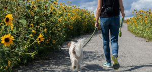 Πώς μια βόλτα με το σκύλο μπορεί να σε στείλει στο νοσοκομείο