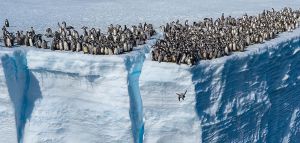 Εντυπωσιακό θέαμα: 700 πιγκουίνοι πηδούν από τρομακτικό βράχο
