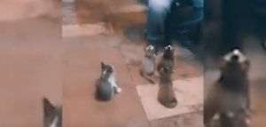 4 γατάκια απολαμβάνουν ένα μουσικό του δρόμου!